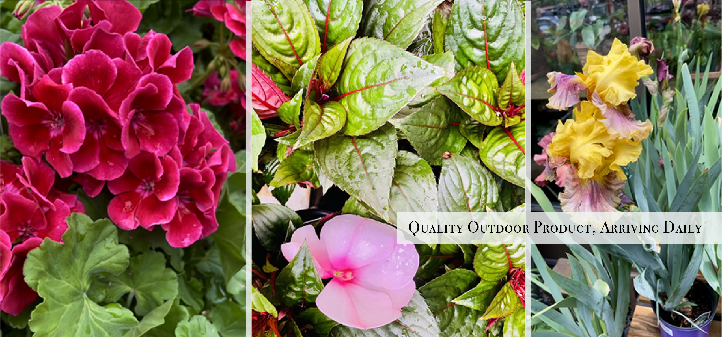 pansies, outdoor planting, seasonal gardening